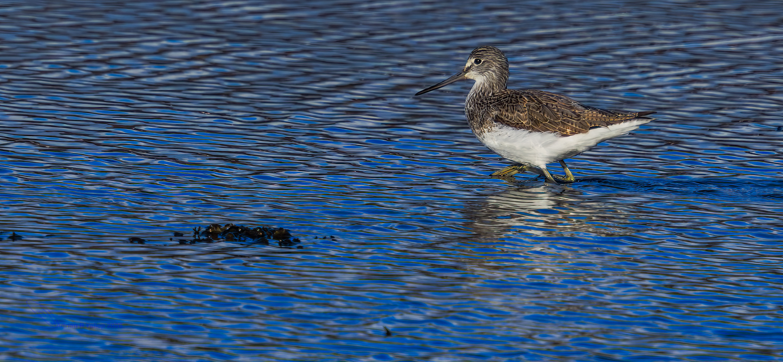   Greenshank 